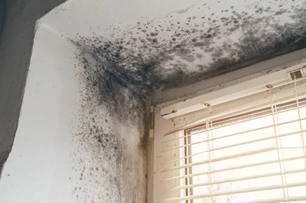 Trusted Black Mold Removal service in Alto, TX - Cheap Mold Removal